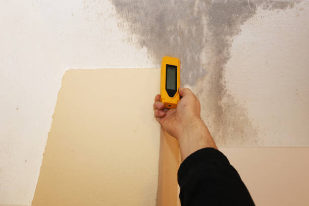 Best Residential Mold Inspection & Testing  in Gate City, VA